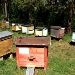 Ul pamiątka, z rodzinnej pasieki Ostrowskich. 